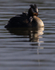 Great Crested Grebe chicks(Humbugs)