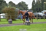 069-LUSUELA-Will.Furlong-TrotUp portfolio