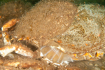 Maja squinado moulting c