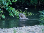 Eurasian Beaver