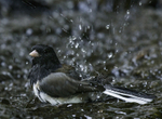 Dark-eyed Junco