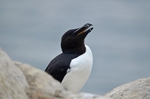 Razorbill
