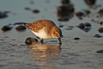 Dunlin