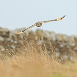 Short-eared Owl head-on, Hawling, Gloucestershire