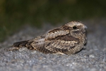 Nightjar