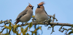 Waxwings