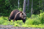 Brown Bear