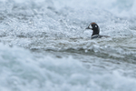 Harlequin Duck portfolio