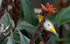Oriental White-eye