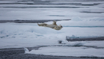 Polar bear  8257
