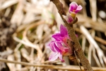 Daphne - Mezereum Mezereon