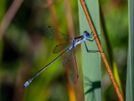 Emerald Damselfly