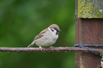 Tree Sparrow