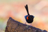 Red Wren Male 8