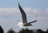 090917 SEAGULL01 IMG_7113