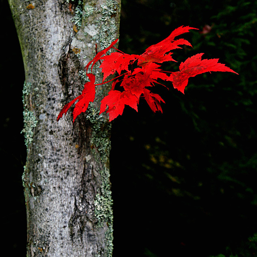 Leaving little doubt as to how Acer rubrum aka The Red Maple earned it's name.