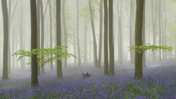 Bluebell mist I