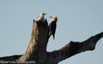 White woodpecker