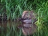 Eurasian Beaver