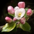 Apple Blossom (03)