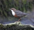Dipper
