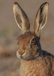 Brown Hare