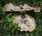 Bracket Fungus 1