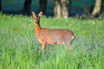 Roe Deer
