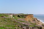 Clifftop Thrift / Sea Pinks - 3