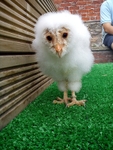 Buzz as an Owlet at 26 days
