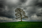 Lonely Tree outside Oldcastle in County Meath