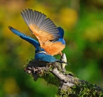 Kingfisher