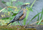 American Robin