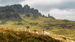 Old Man of Storr Isle of Skye  6323422