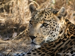 Male Leopard