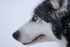 Huskies from the Dogsled team in Northern Finland