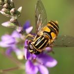 Hoverfly
