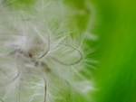 P90600070013
