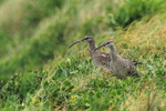 Whimbrel portfolio