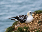 Gannet