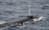 le souffle du rorqual