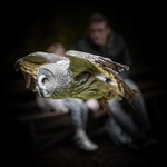BO-03-Great Grey Owl