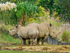 Cotswold Wildlife Oct24-27