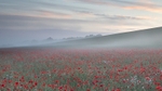 Poppies in the Mist: 206E