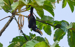 Many-Banded Araçari