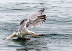 Seagull