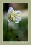 Anemone nemorosa 'Alba Plena'