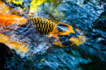 Koi_1089