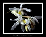 Coelogyne cristata 'Citrina'