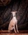 dogs-61